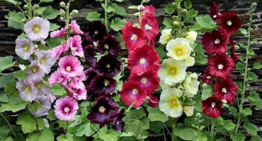 Charakteristika a popis odrůd slézu zahradního, vlastnosti výsadby a péče